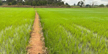Safra de arroz 2025/2026 gera incertezas na cadeia produtiva