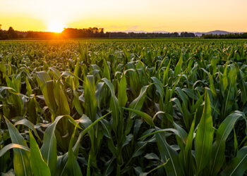 Bioinsumo testado com sucesso na lavoura do milho