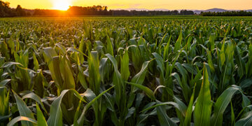 Bioinsumo testado com sucesso na lavoura do milho